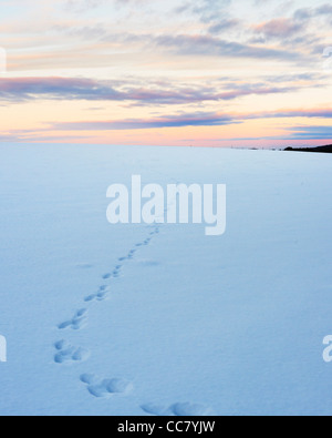 Spuren im Schnee bedeckt Felder in der Abenddämmerung, Pentland Hills, Schottland Stockfoto