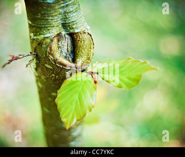 Blätter wachsen am Baum, Cotswolds, Gloucestershire, England Stockfoto