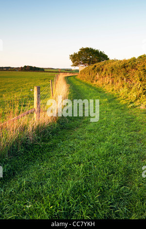 Grass Track zwischen Feld und Hedgrow, Cotswolds, Gloucestershire, England Stockfoto