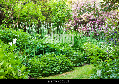 Einen grasbewachsenen Weg zwischen Strauch und Staude Grenzen in einem englischen Herrenhaus Garten im Frühsommer in Wiltshire, England, UK Stockfoto