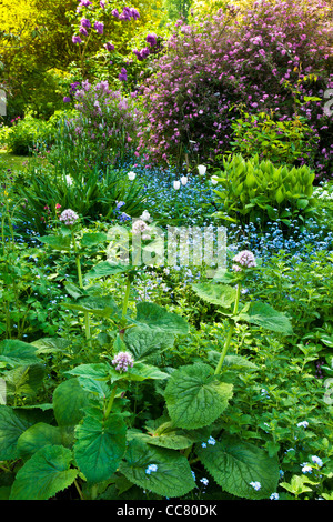 Strauch- und Staudenpäonien mehrjährig Grenze in einem englischen Landsitz Garten im Frühsommer in Wiltshire, England, Großbritannien Stockfoto