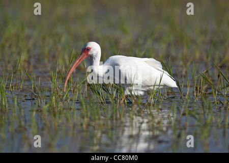 American White Ibis (Eudocimus Albus) ist eine Art von Vogel in die Ibis Familie Threskiornithidae. Es tritt aus dem Mid-Atlantic und Golf-Küste im Süden der Vereinigten Staaten durch die meisten der neuen Welt Tropen. [ Stockfoto