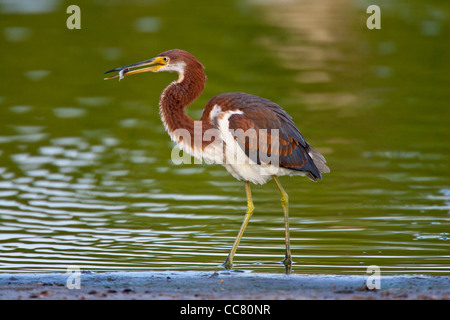 Die dreifarbigen Heron (Egretta Tricolor) ehemals in Nordamerika als Louisiana Heron, ist ein kleiner Reiher. Es ist ein Wohnsitz Züchter aus den Golf-Staaten der USA und nördlichen Mexiko Süd durch Mittelamerika und der Karibik zu zentralen Brasilien und Peru. Stockfoto