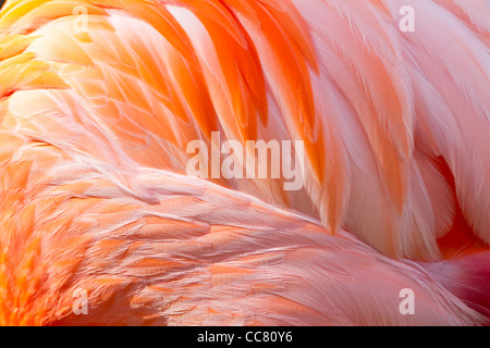 Der amerikanische Flamingo Rassen in der Galápagos-Inseln, Küsten Kolumbien, Venezuela und die nahegelegenen Inseln, neben den Guyanas und Cape Orange in Brasilien. Er brütet auch in der Yucatán-Halbinsel und in der nördlichen Karibik auf den Bahamas, Hispaniola, Kuba und die Turks-und Caicosinseln. Die meisten Sichtungen in Südflorida gelten in der Regel als Ausbrecher, obwohl mindestens ein Vogel gebändert als ein Küken auf der Yucatán-Halbinsel im Everglades National Park gesichtet wurde, und möglicherweise andere Wanderer aus Kuba. Aus der Ferne können ungeschulte Augen auch die rosige Löffler mit ihm verwirren. Stockfoto