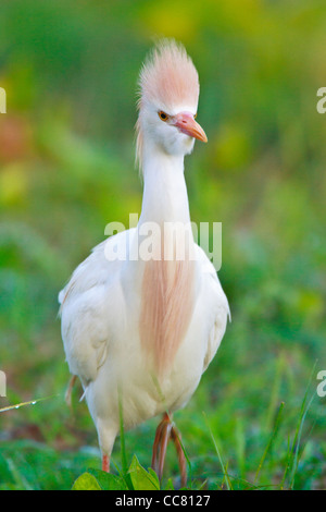 Der Kuhreiher (Bubulcus Ibis) ist eine weltoffene Art des Reihers (Familie Ardeidae) gefunden in den Tropen, Subtropen und warmen gemäßigten Zonen. Trotz der Ähnlichkeiten im Gefieder, die Reiher der Gattung Egretta ist es eher um die Reiher Ardea verwandt. Ursprünglich aus Teilen von Asien, Afrika und Europa, hat es erfahren eine schnelle Expansion in seiner Verteilung und erfolgreich kolonisiert viel von dem Rest der Welt. Stockfoto