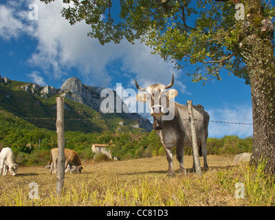 Kühe auf der Weide in der Nähe von Sicignano mit Alburni Berge, Nationalpark Cilento, Provinz Salerno, Region Kampanien, Italien Stockfoto