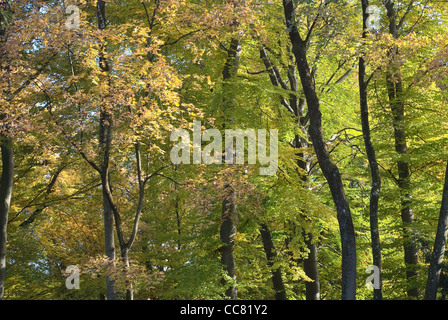 Ruhigen Baumlandschaft mit frühen Herbstfarben Stockfoto