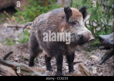 Wildschwein (lat. Sus Scrofa) stehen im Wald Stockfoto