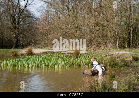 Ein Hund spielen neben dem Teich im Fryent Park im Stadtteil Brent in London Stockfoto