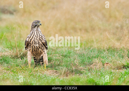 Juvenile nördlichen Habicht (Accipiter Gentilis) auf Wiese, Niederlande Stockfoto