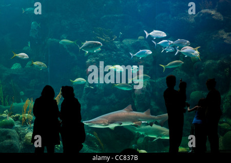 Personen an exotischen Fischen im aquarium Stockfoto