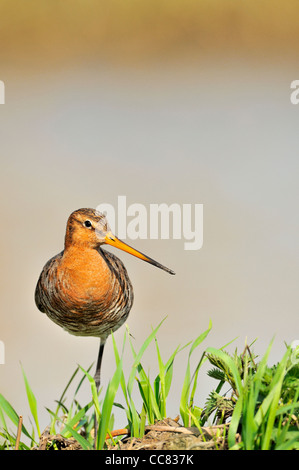 Uferschnepfe (Limosa Limosa) stehen auf einem Bein am Ufer des Teichs Stockfoto