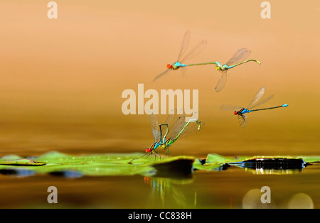 Kleines Red-eyed Damselfly (Erythromma Viridulum) paar Paarung auf Blatt der Seerose, Niederlande Stockfoto