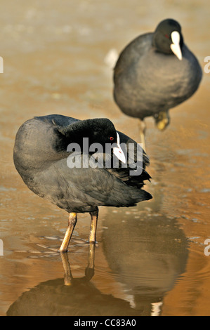 Eurasische Blässhuhn (Fulica Atra) seine Federn auf dem Eis der zugefrorenen See im Winter putzen Stockfoto