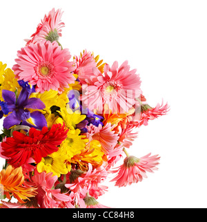 Gruppe von Gerbera Blüte. Stockfoto