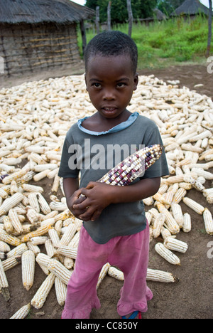 Ein sambischer junge Kupplungen eine "Mealie" Mais. Mais ist ein Diät Grundnahrungsmittel in Sambia. Stockfoto