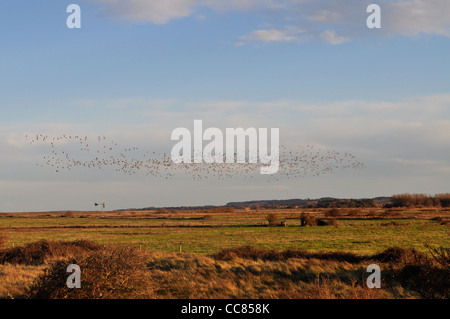 Wandernde Gänse in einem Sumpfgebiet-Reservat, Norfolk an einem Wintertag, Holme Strand reserve Stockfoto