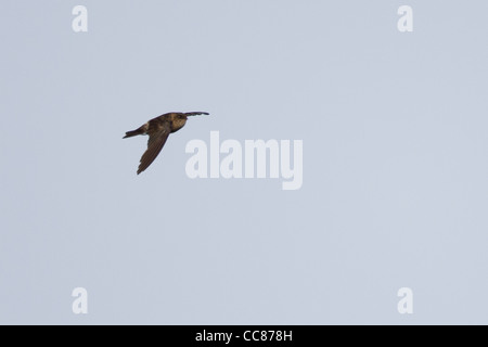 Palau-Salangane (Aerodramus Pelewensis), eine endemische Art, im Flug über die Insel Peleliu in die Republik Palau. Stockfoto