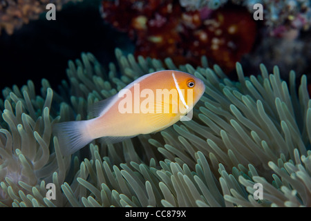 Rosa Anemonenfische (Amphiprion Perideraion) auf die Anemone an einem tropischen Korallenriff vor der Insel Palau in Mikronesien. Stockfoto