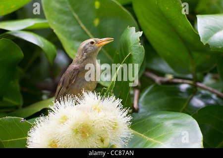 Riesen White-eye (Megazosterops Palauensis), eine vom Aussterben bedrohte endemische nach Palau Stockfoto