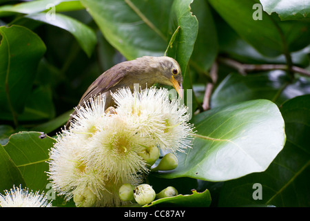 Riesen White-eye (Megazosterops Palauensis), eine vom Aussterben bedrohte endemische nach Palau Stockfoto