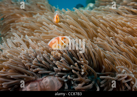 Rosa Anemonenfische (Amphiprion Perideraion) in ihrer Anemone an einem tropischen Korallenriff vor den Inseln von Palau in Mikronesien. Stockfoto