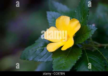 Gelbe Blume im Dolphin Bay Resort auf der Insel Peleliu in die Republik Palau. Stockfoto