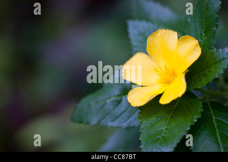 Gelbe Blume im Dolphin Bay Resort auf der Insel Peleliu in die Republik Palau. Stockfoto