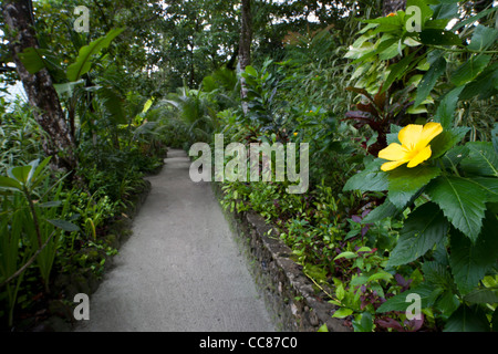 Gelbe Blume und einen Gehweg im Dolphin Bay Resort auf der Insel Peleliu in die Republik Palau. Stockfoto