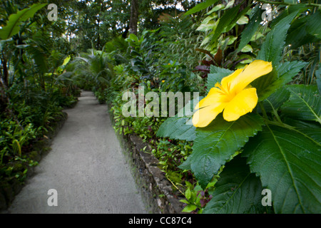 Gelbe Blume und einen Gehweg im Dolphin Bay Resort auf der Insel Peleliu in die Republik Palau. Stockfoto