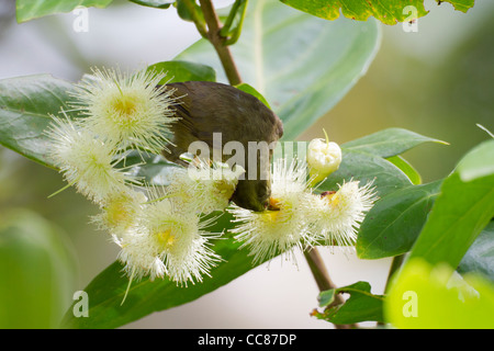 Riesen White-eye (Megazosterops Palauensis), eine vom Aussterben bedrohte endemische nach Palau Stockfoto