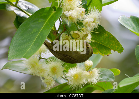 Riesen White-eye (Megazosterops Palauensis), eine vom Aussterben bedrohte endemische nach Palau Stockfoto