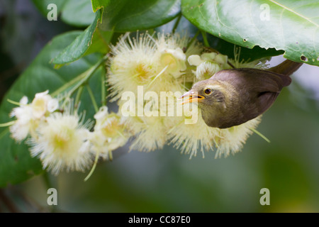 Riesen White-eye (Megazosterops Palauensis), eine vom Aussterben bedrohte endemische nach Palau Stockfoto