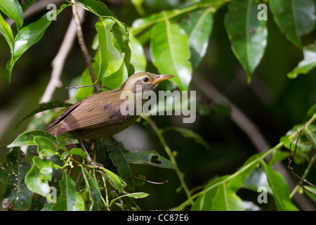 Riesen White-eye (Megazosterops Palauensis), eine vom Aussterben bedrohte endemische nach Palau Stockfoto