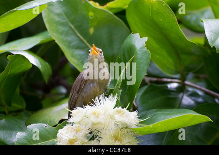 Riesen White-eye (Megazosterops Palauensis), eine vom Aussterben bedrohte endemische nach Palau Stockfoto