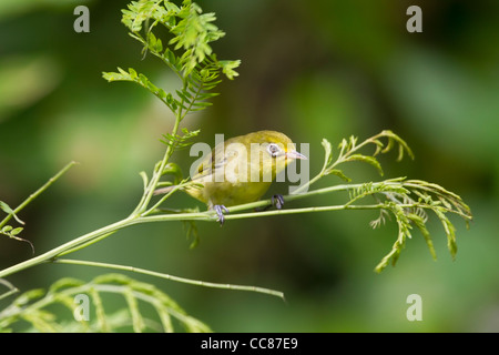 Caroline Inseln White-eye (Zosterops Semperi Semperi), eine endemische Art, Mikronesien Stockfoto