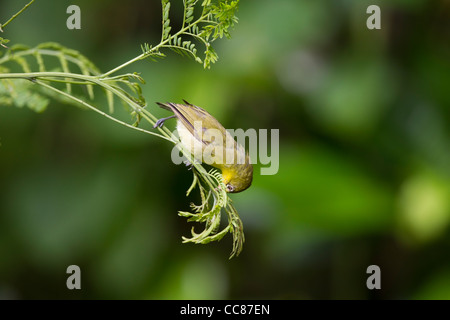 Caroline Inseln White-eye (Zosterops Semperi Semperi), eine endemische Art, Mikronesien Stockfoto