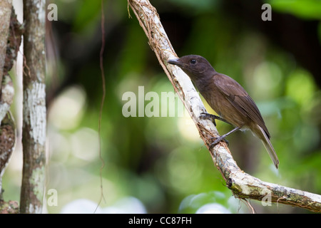 Morningbird (Colluricincla Tenebrosa), eine endemische Art, Palau, Nahrungssuche auf Peleliu in die Republik Palau. Stockfoto