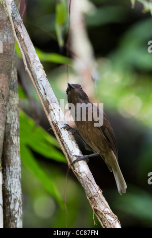 Morningbird (Colluricincla Tenebrosa), eine endemische Art, Palau, Nahrungssuche auf Peleliu in die Republik Palau. Stockfoto