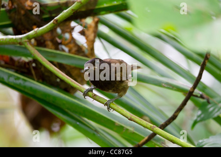 Morningbird (Colluricincla Tenebrosa), eine endemische Art, Palau, Nahrungssuche auf Peleliu in die Republik Palau. Stockfoto