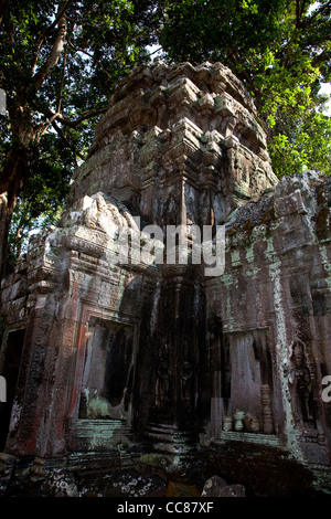 Ta Prohm, Ruinen und unrestaurierten Tempel Bayon-Stil im Dschungel, Angkor Gebiet, Siem Reap, Kambodscha, Asien. Der UNESCO Stockfoto