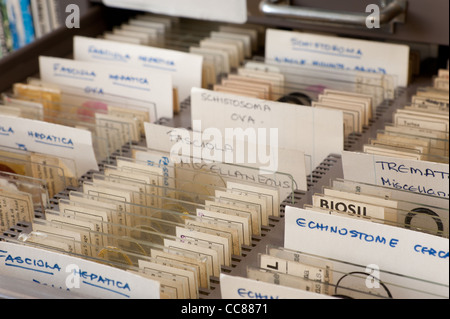 Reihen von Glas-Objektträger Parasiten im Tray organisiert für wissenschaftliche Studie zur Struktur Physiologie und Anatomie Stockfoto