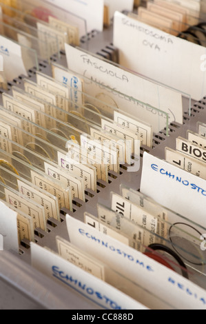 Reihen von Glas-Objektträger Parasiten im Tray organisiert für wissenschaftliche Studie zur Struktur Physiologie und Anatomie Stockfoto
