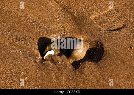 Zwei kleine Kieselsteine neben einem Schuh Abdruck im Sand an einem sonnigen Januartag Broughty Ferry Beach, Dundee, UK Stockfoto