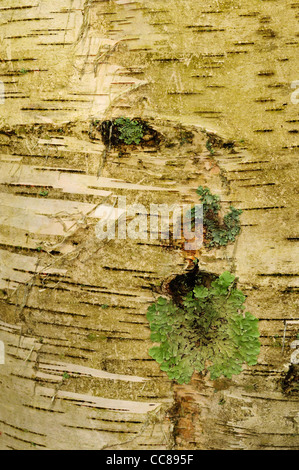 Silberpappel (Populus Alba) Stockfoto