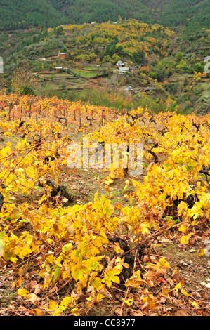 Weinberg im Herbst. Quiroga, Lugo, Galicien, Spanien Stockfoto