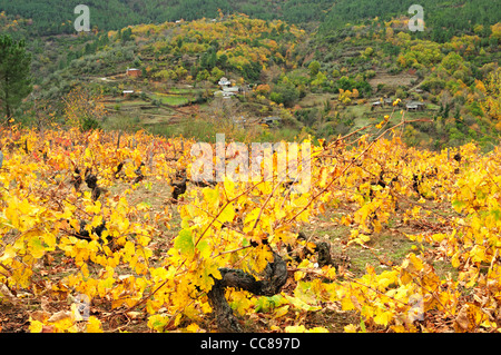 Weinberg im Herbst. Quiroga, Lugo, Galicien, Spanien Stockfoto