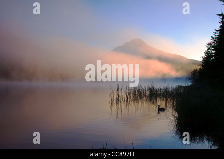 Nebligen Sonnenaufgang über Trillium Lake mit einer Ente schwimmend im Vordergrund & Mt. Hood hinter Stockfoto