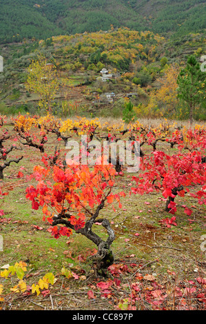 Weinberg im Herbst. Quiroga, Lugo, Galicien, Spanien Stockfoto