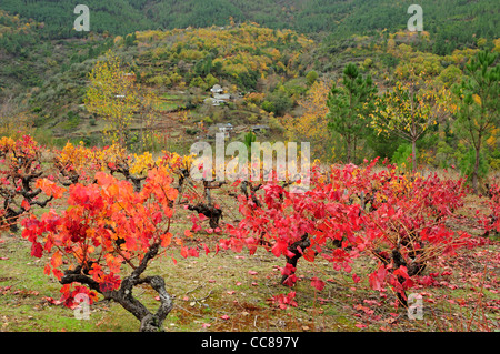 Weinberg im Herbst. Quiroga, Lugo, Galicien, Spanien Stockfoto